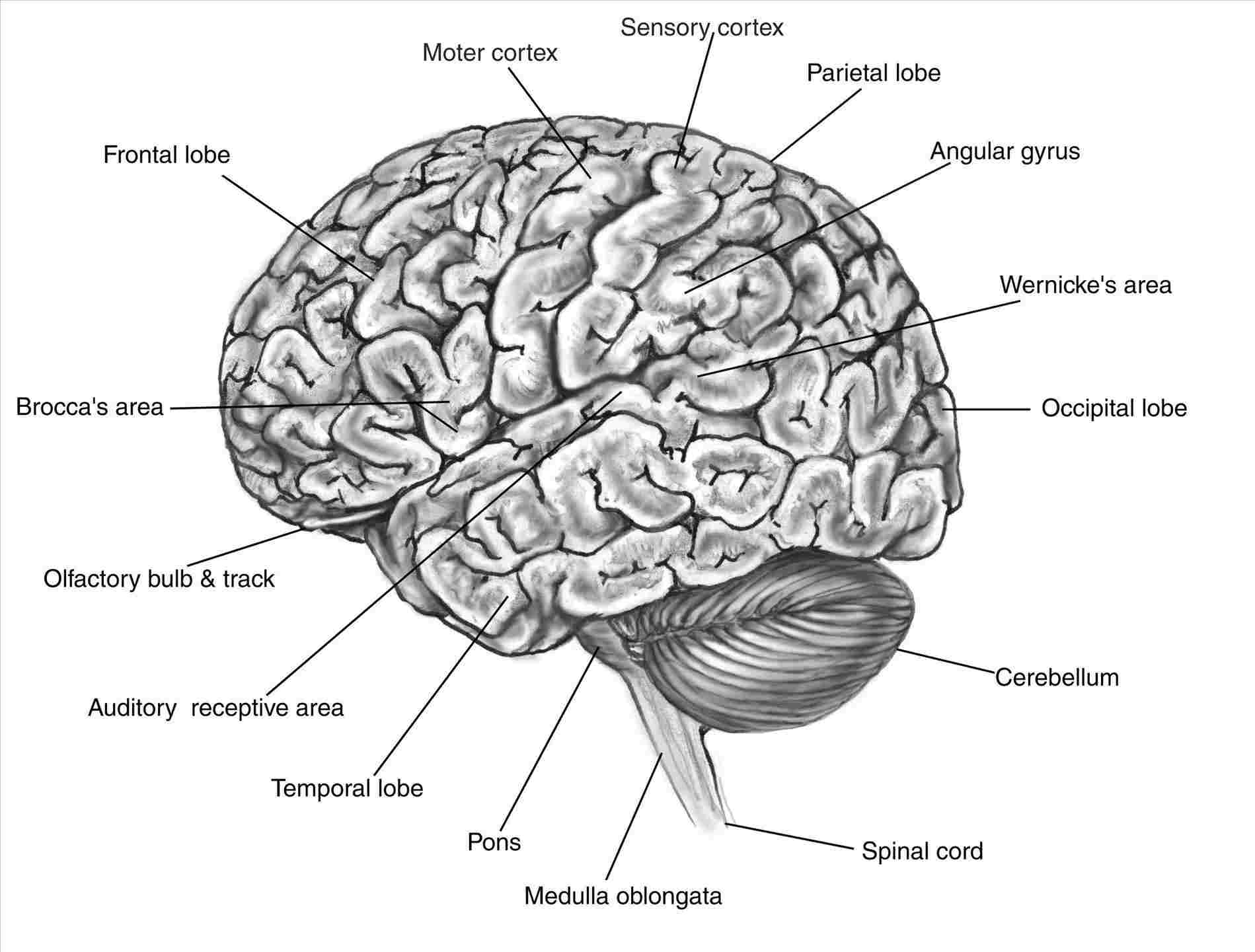 Diagram Of Brain Label Brain Diagram Wiring Diagram