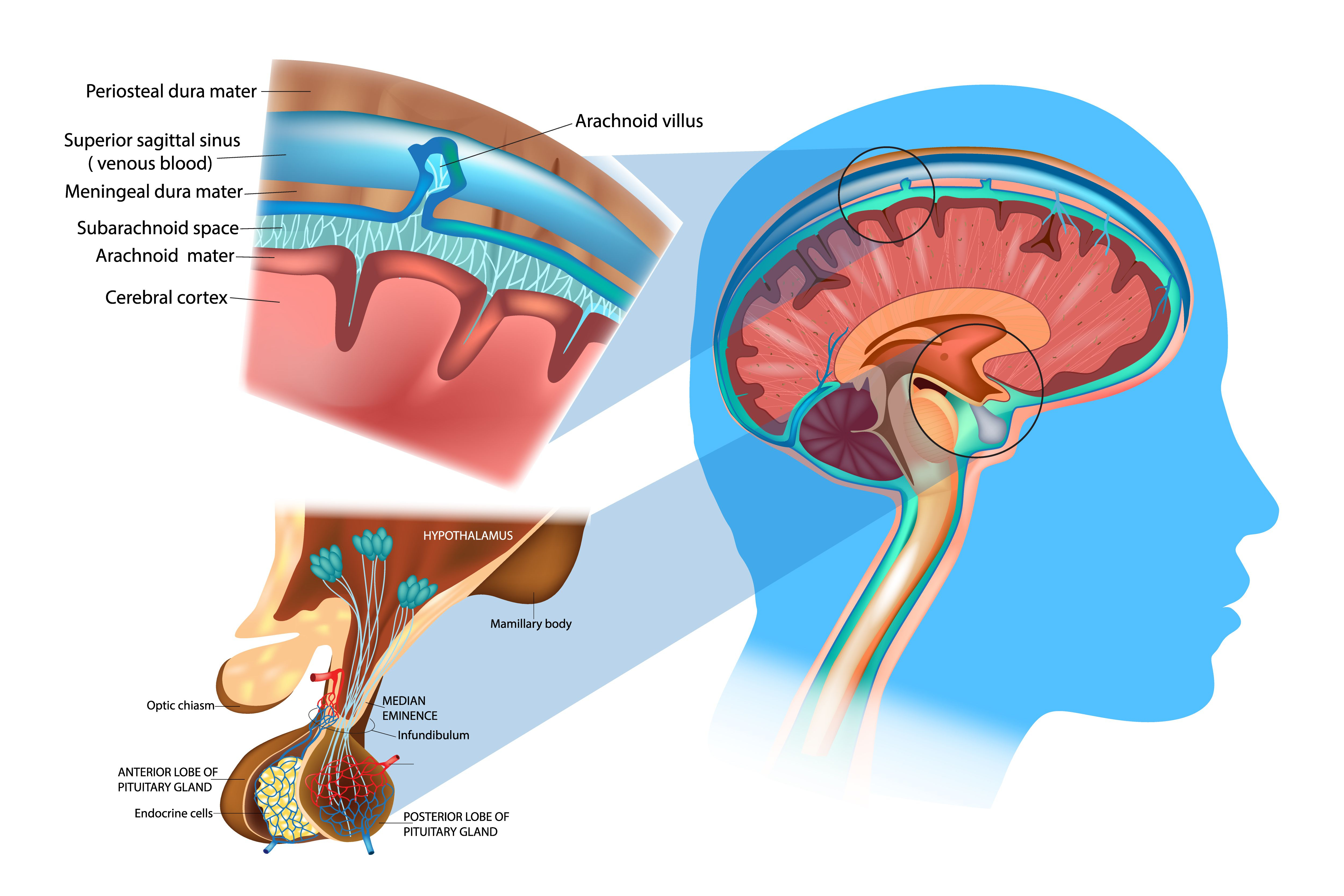 Diagram Of Brain Meninges Function And Layers And Health Problems