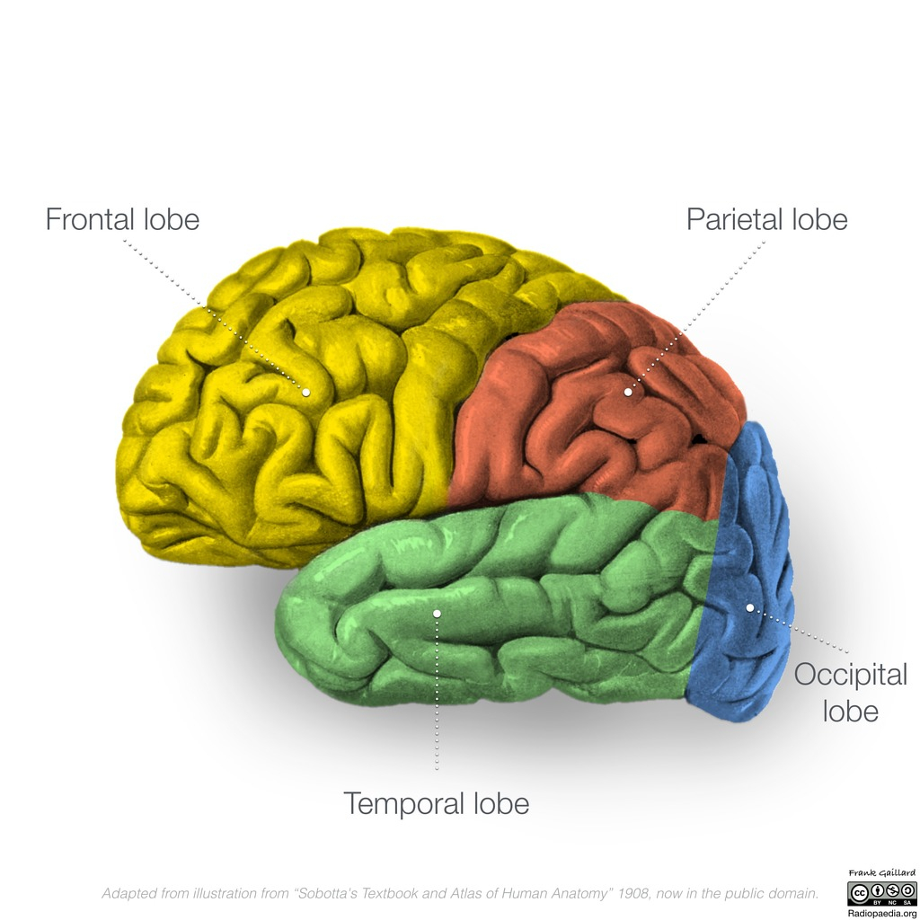 Diagram Of Brain Neuroanatomy Lateral Cortex Diagrams Radiology Case