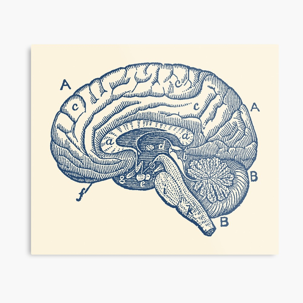 Diagram Of Brain Simple Brain Diagram Metal Print
