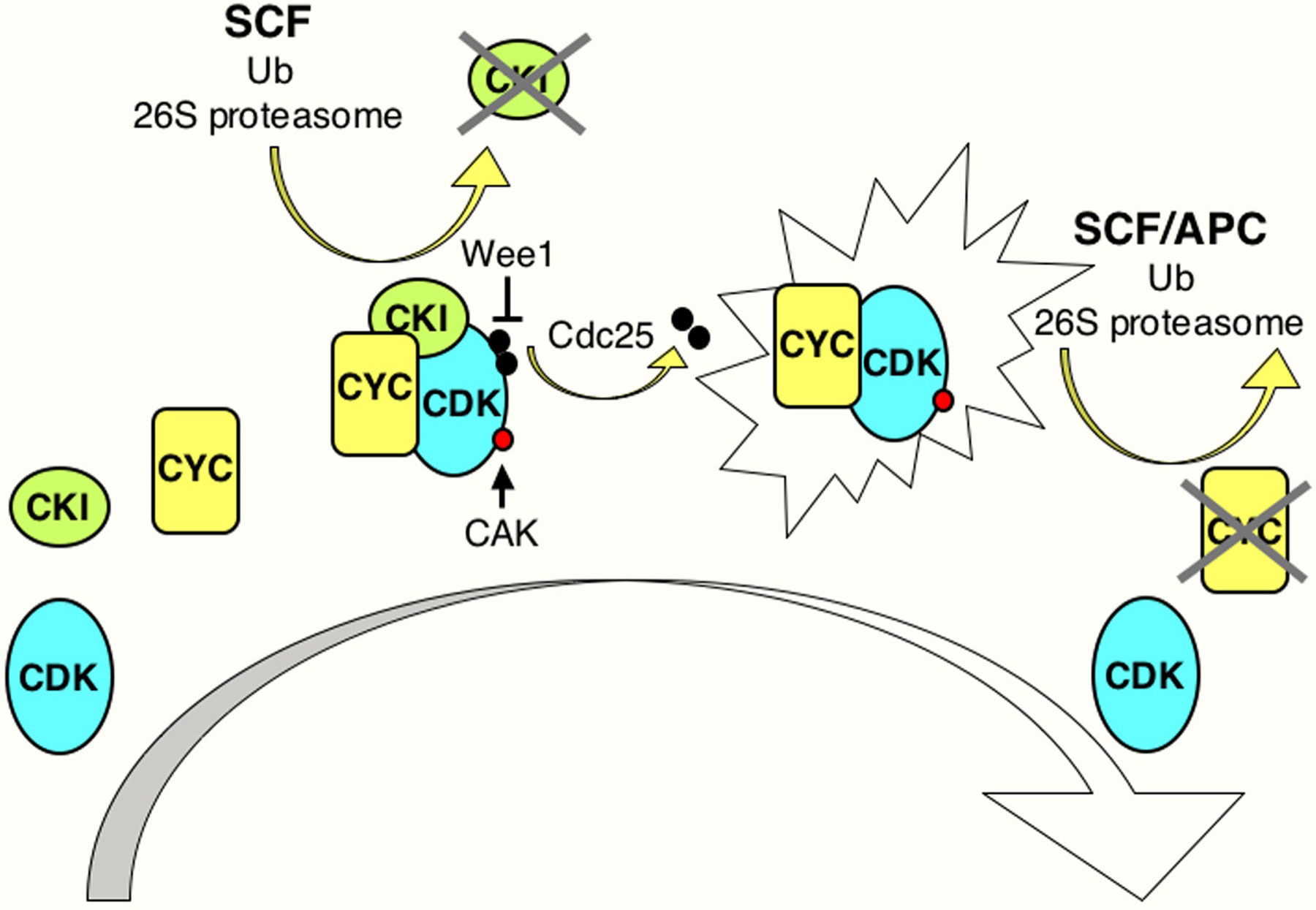Diagram Of Cell Cycle Cell Cycle Regulation