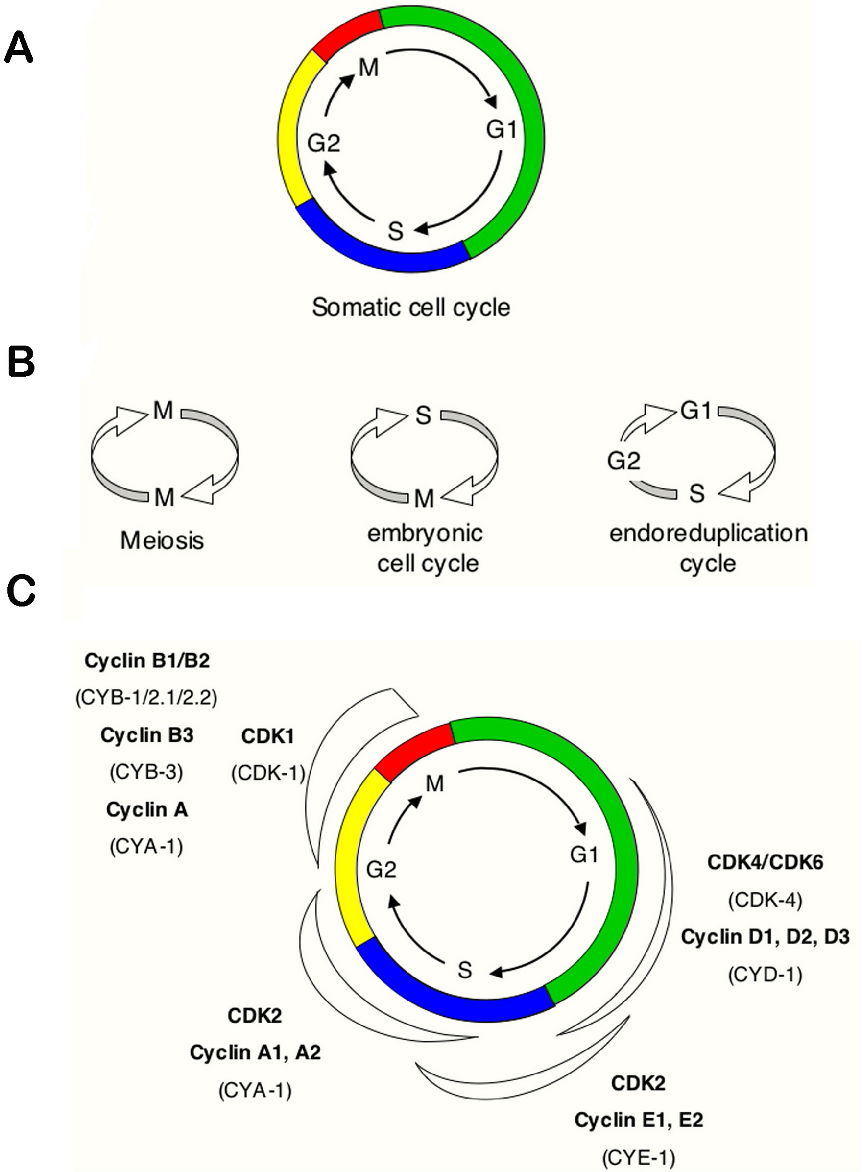 Diagram Of Cell Cycle Cell Cycle Regulation