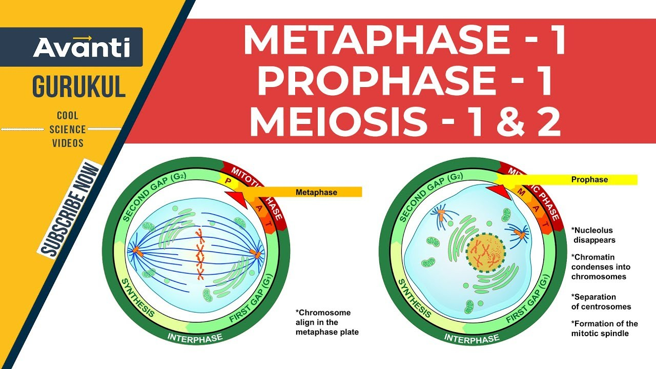 Diagram Of Cell Cycle Metaphase 1 Prophase 1 Meiosis 1 2 Cell Cycle And Cell Division Class 11 Biology