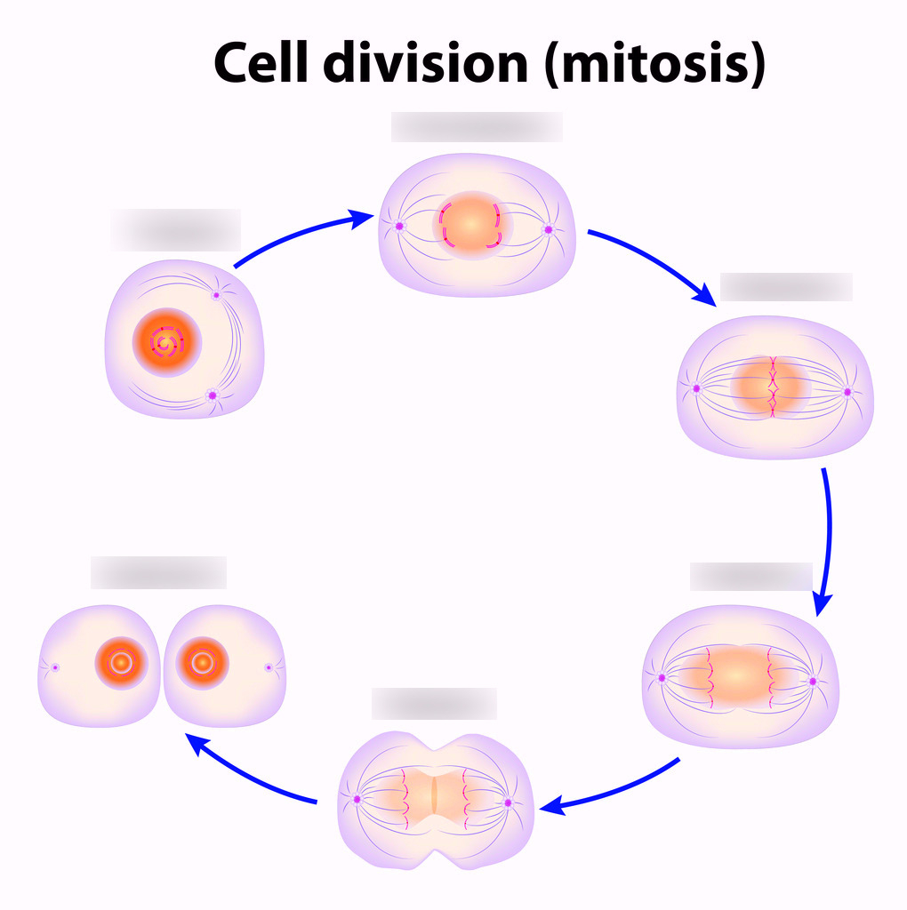 Diagram Of Cell Cycle Mitosis Cell Division Diagram Wiring Diagrams Interval
