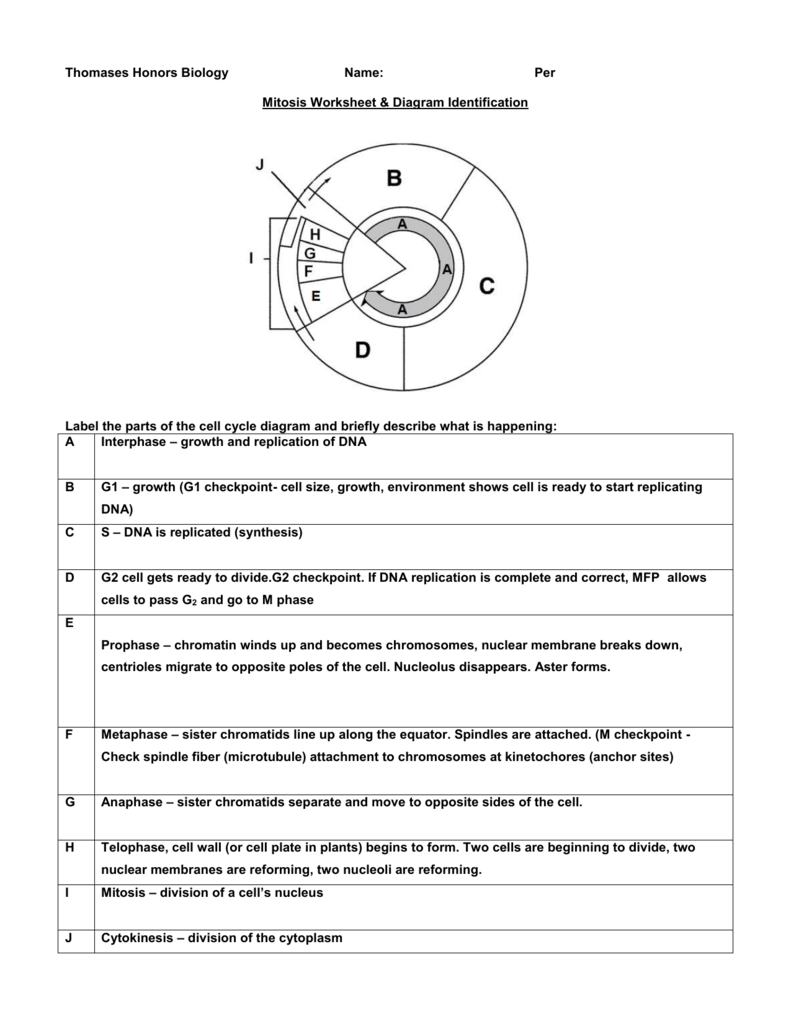 Diagram Of Cell Cycle Mitosis Worksheet Diagram Identification
