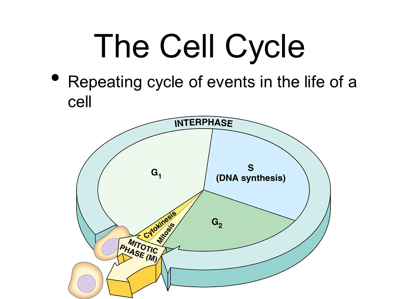 Diagram Of Cell Cycle Simple Diagram Of Cell Cycle Wiring Diagram Img