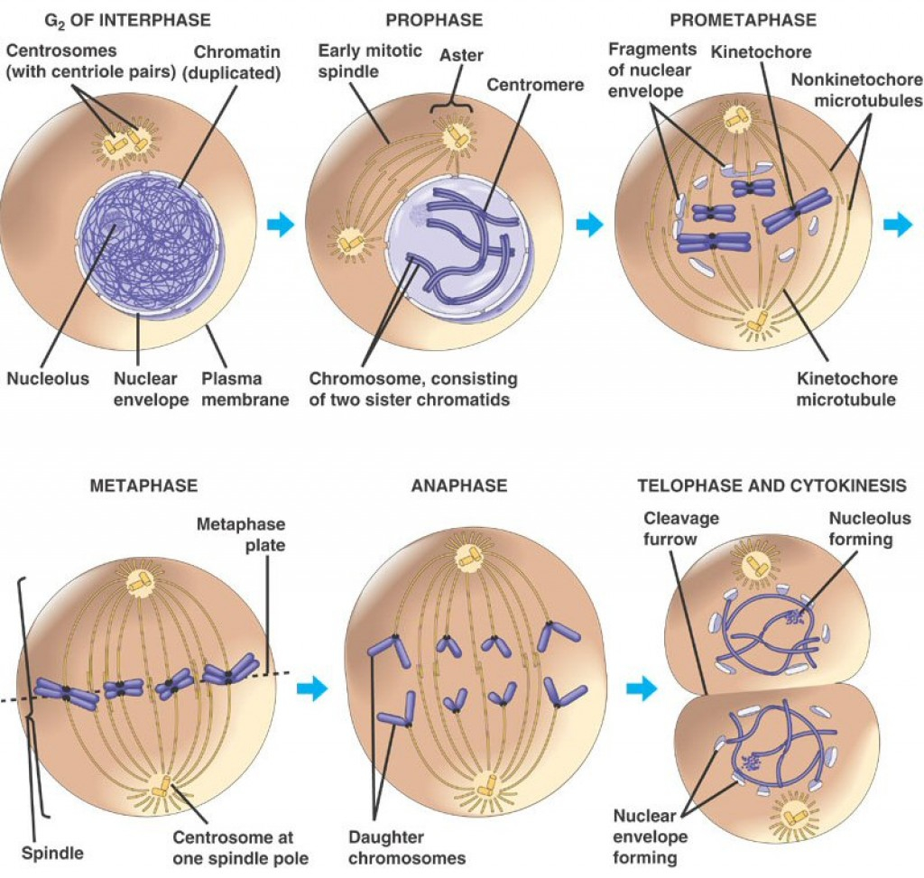 Diagram Of Cell Cycle Stages Of The Cell Cycle Mitosis Metaphase Anaphase And