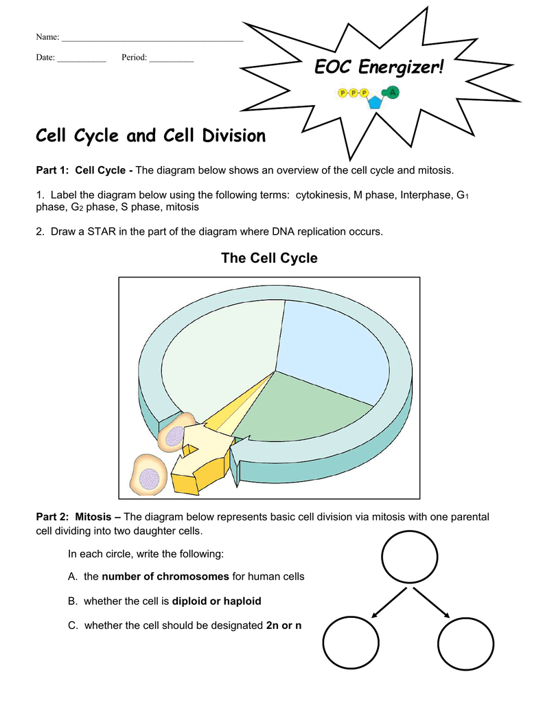 Diagram Of Cell Cycle The Cell Cycle