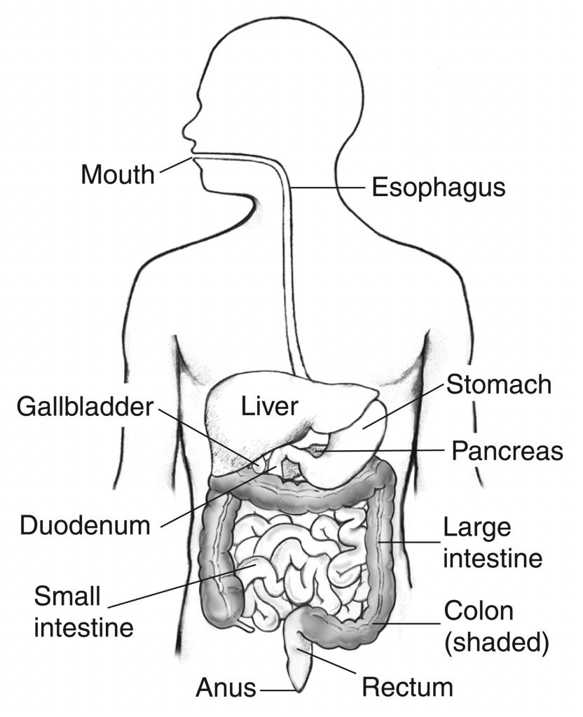 Diagram Of Digestive System Digestion Diagram Simple Wiring Diagrams Interval