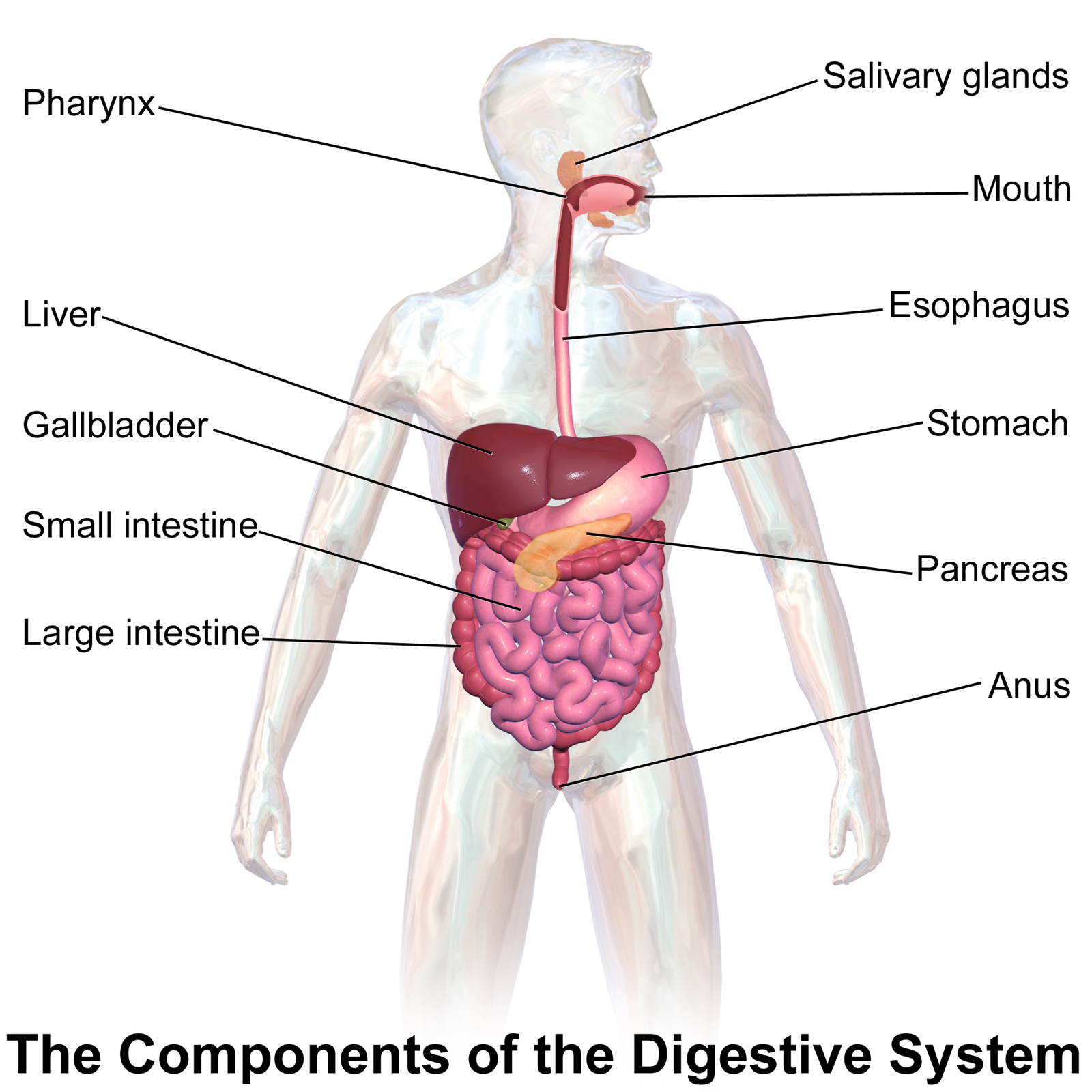 Diagram Of Digestive System Digestion Wikipedia