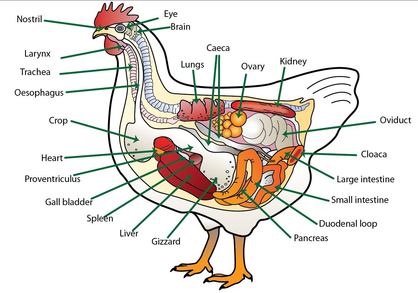 Diagram Of Digestive System Digestive System Poultry Hub