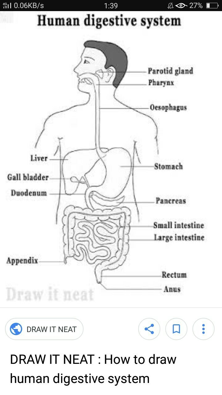Diagram Of Digestive System Draw A Well Labelled Diagram Of Human Digestive System Brainlyin