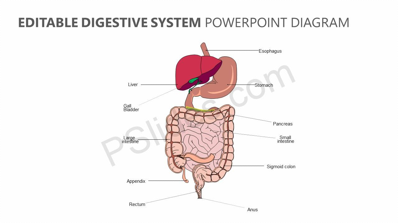 Diagram Of Digestive System Editable Digestive System Powerpoint Diagram Pslides