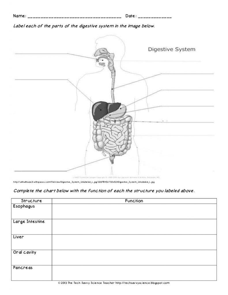 Diagram Of Digestive System Edubloggercon Digestive System Diagram Worksheet Worksheets 10th