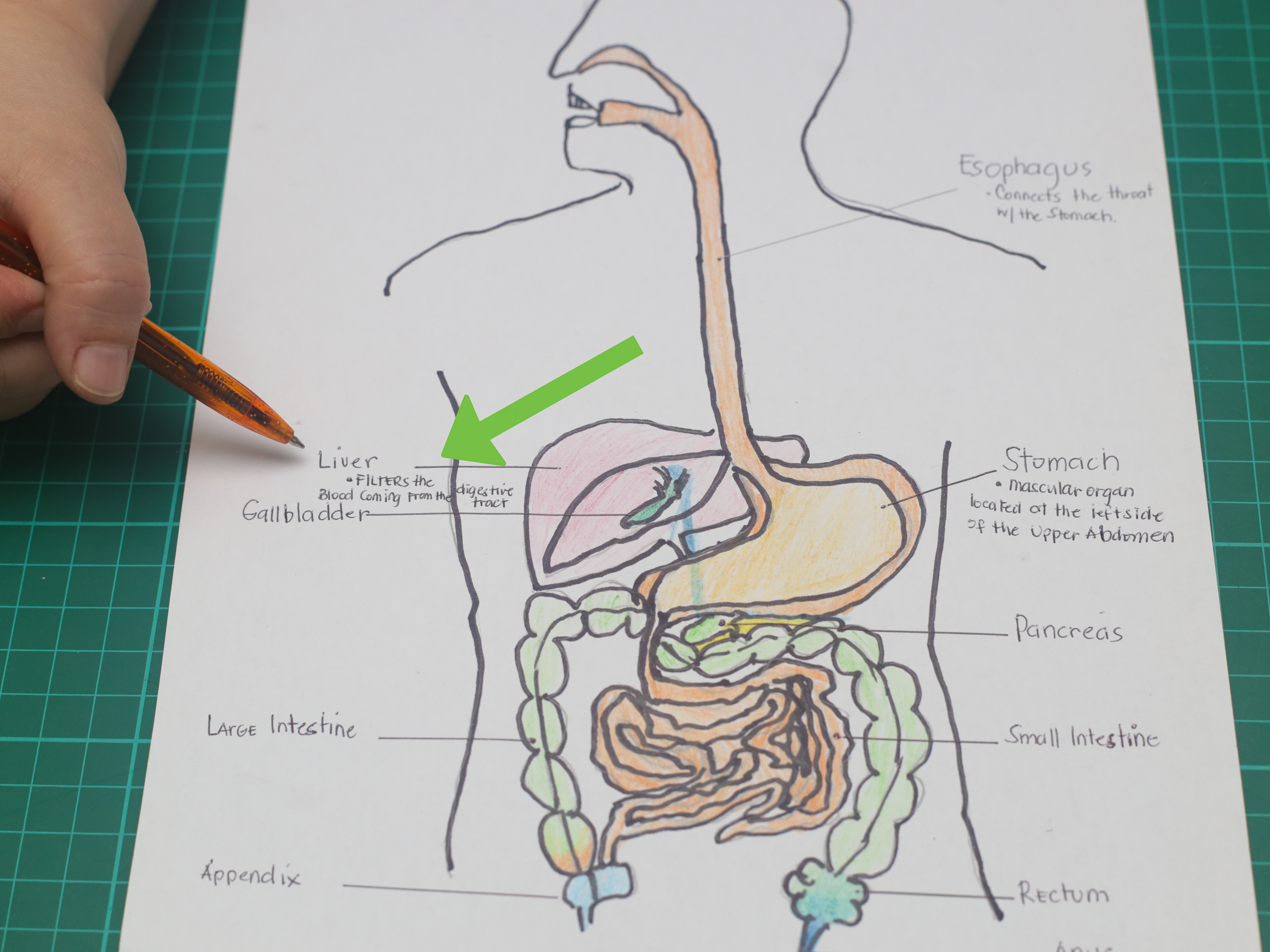 Diagram Of Digestive System How To Draw A Model Of The Digestive System 15 Steps