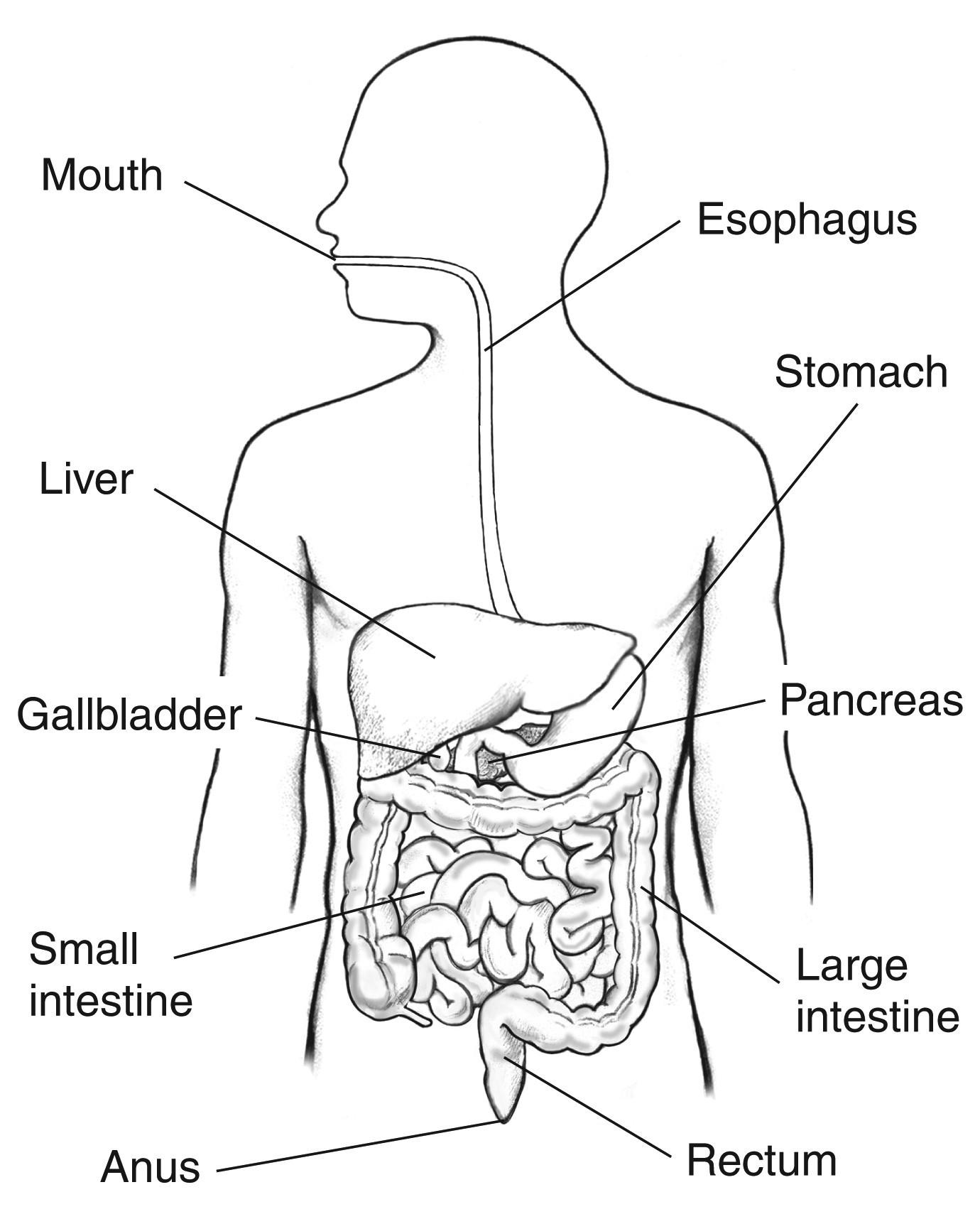 Diagram Of Digestive System Label This Diagram Of The Digestive System Beautiful Draw A Labeled