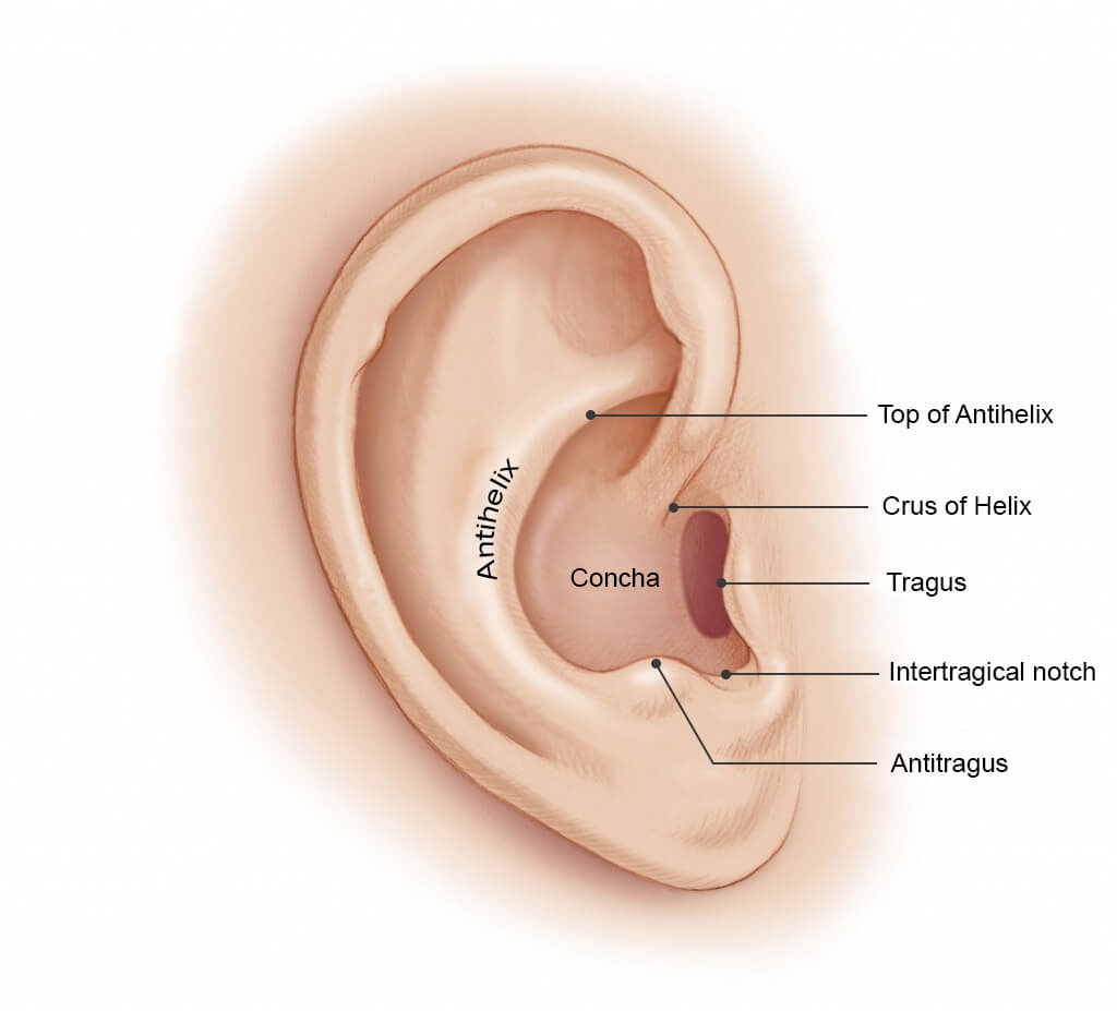 Diagram Of Ear A Good Impression Cosmic Ears