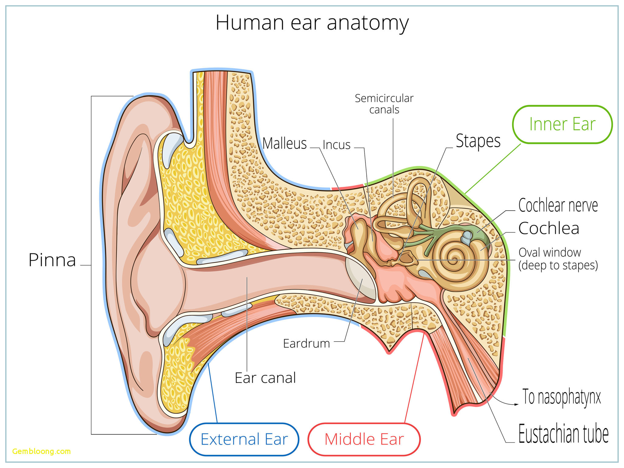 Diagram Of Ear Anatomy Of Ear Outer Diagram Your Ear Catholicmedia