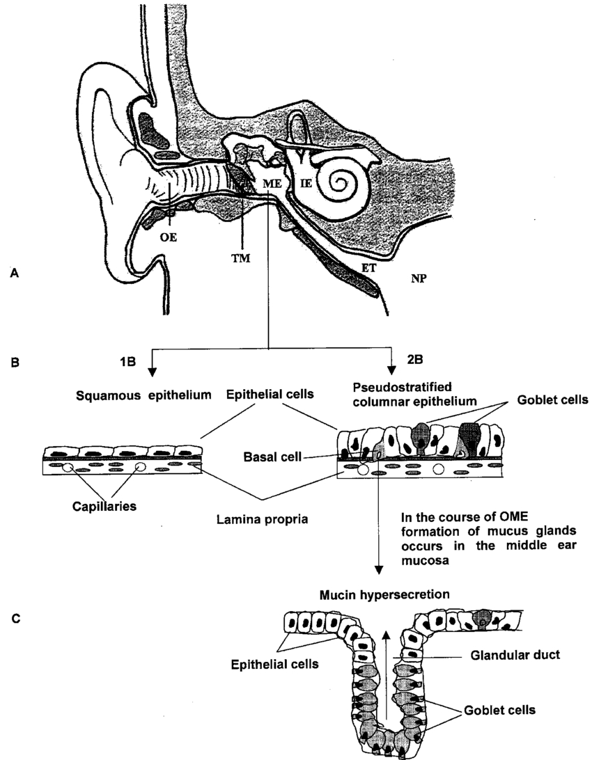 Diagram Of Ear Anatomy Of The Ear Schematic Structure Of The Middle Ear Epithelium