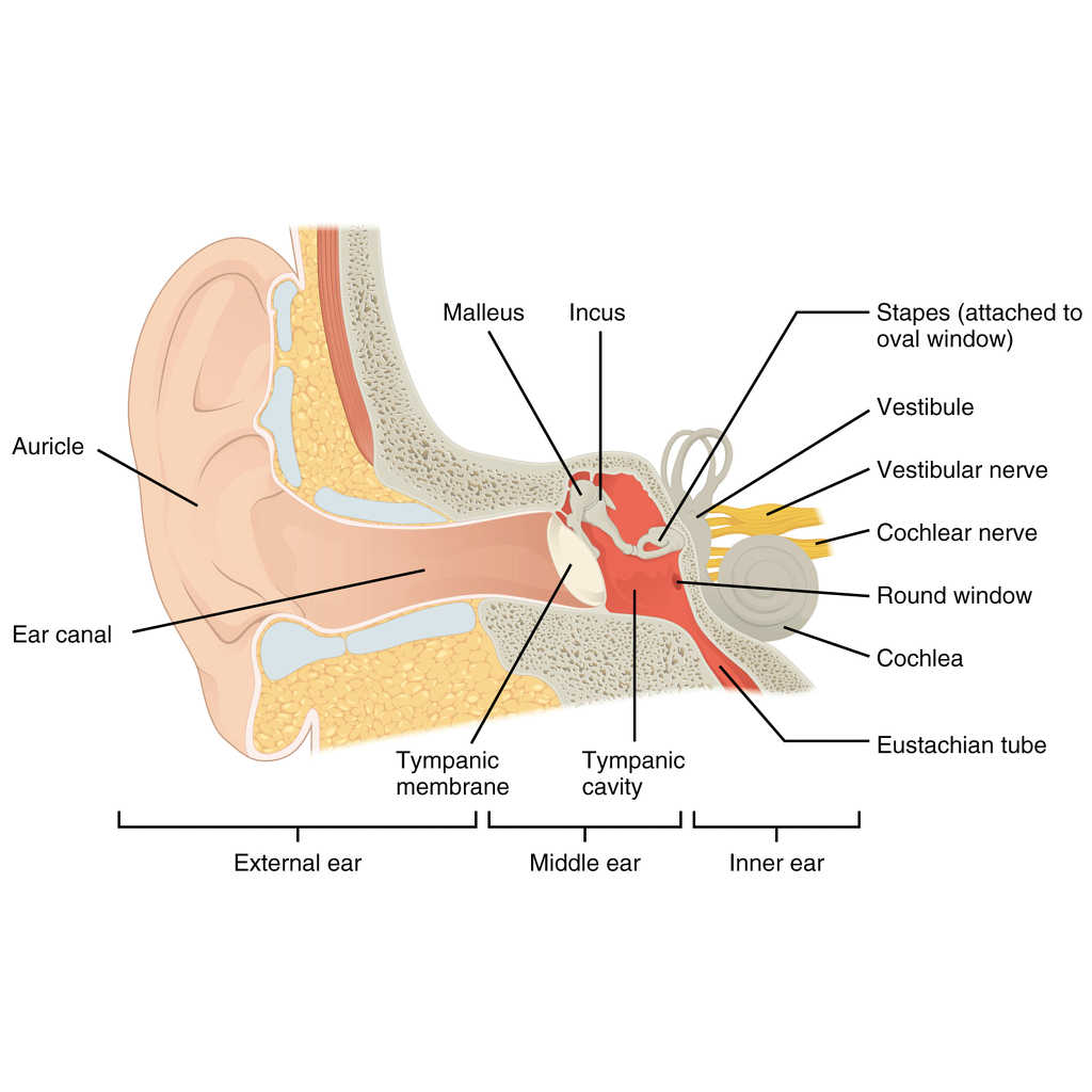 Diagram Of Ear Anatomy Of The Inner Ear Radiology Case Radiopaedia