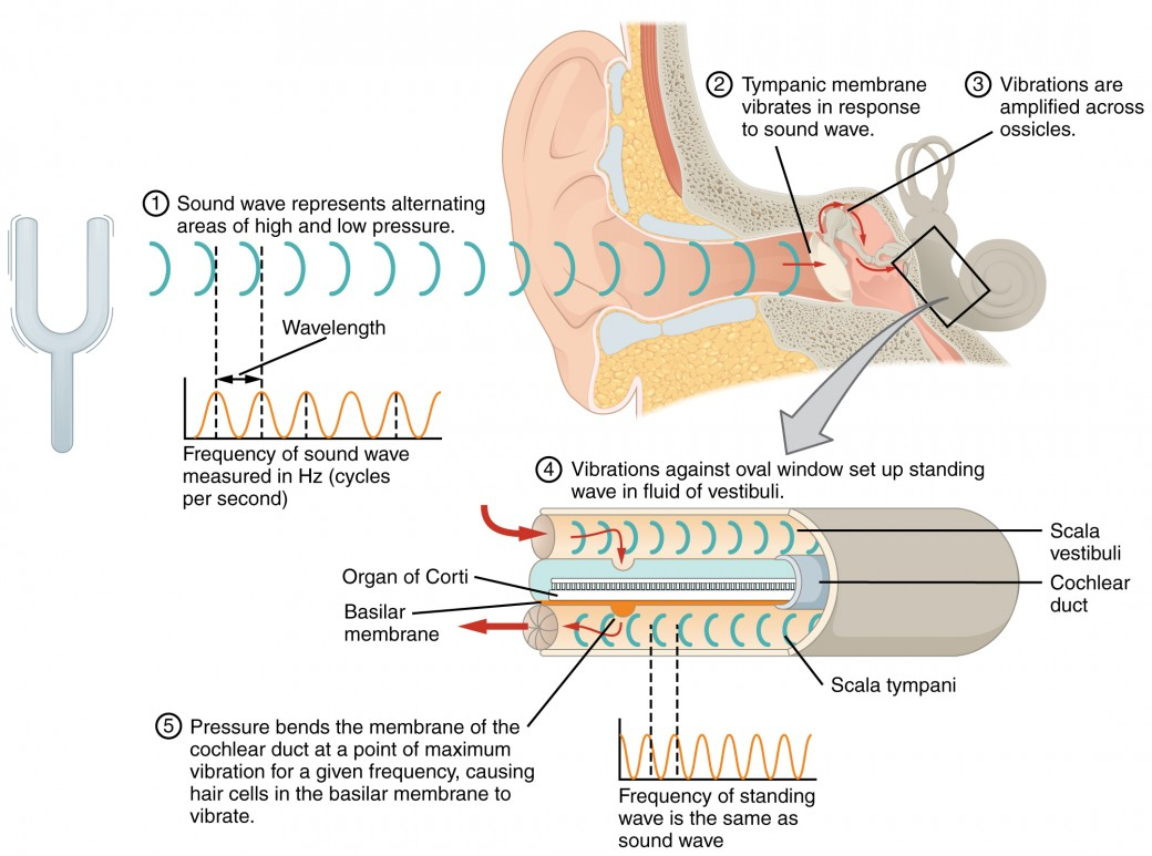 Diagram Of Ear Audition And Somatosensation Anatomy And Physiology I