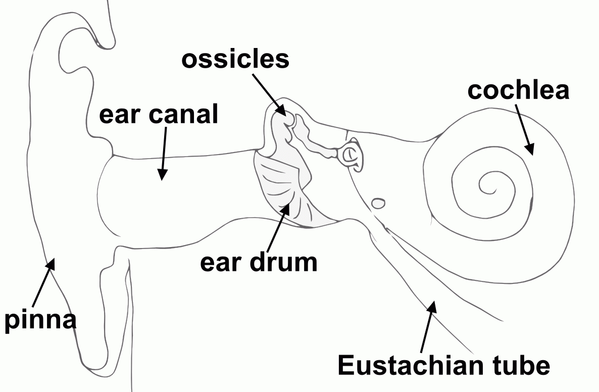 Diagram Of Ear Basic Ear Diagram The Mechanics Of The Ear How Wiring Diagram All