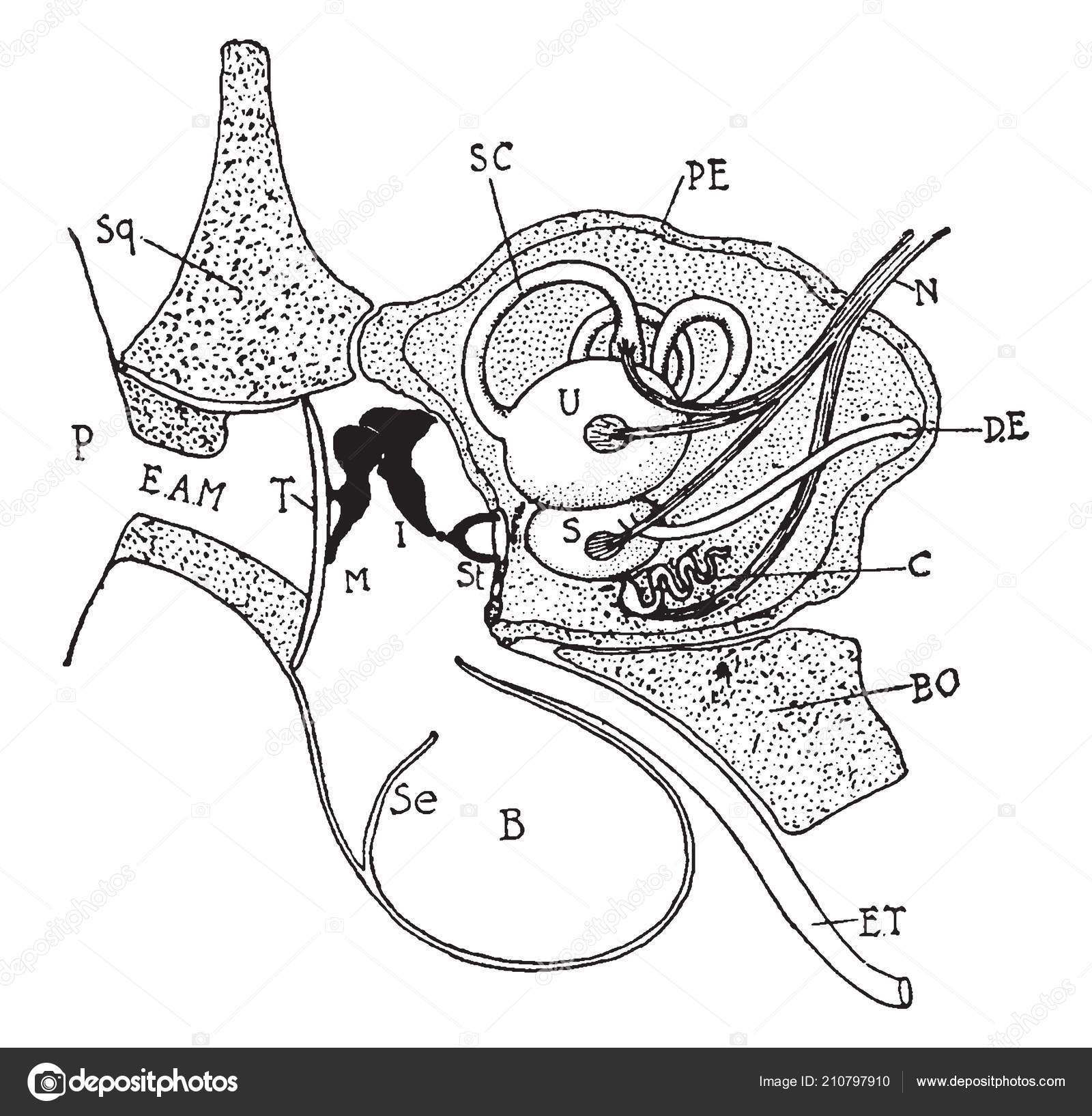 Diagram Of Ear Cat Ear Drawing Diagram Showing Ear Related Parts Young Cat
