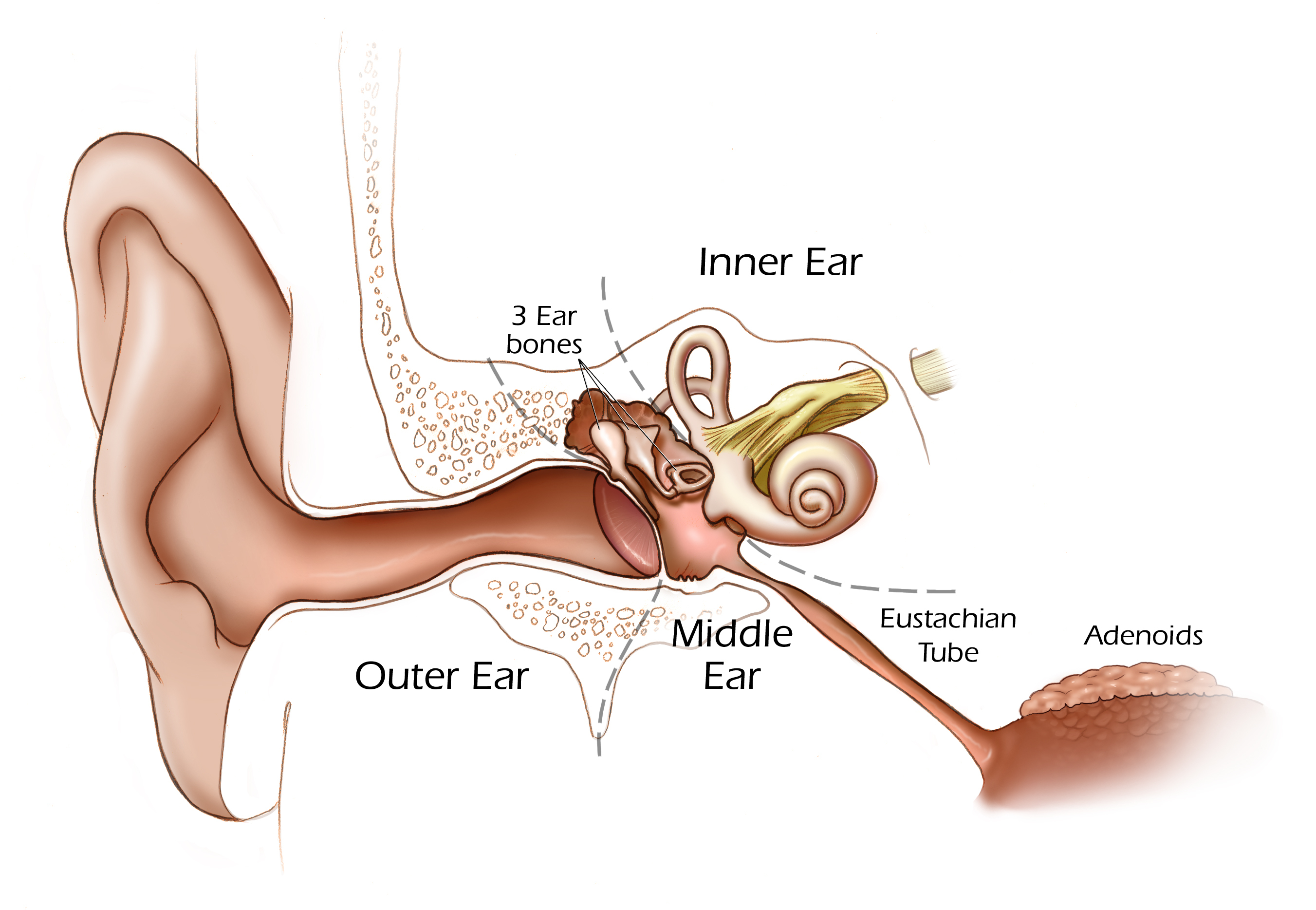 Diagram Of Ear Diagram Of Ear Infection Wiring Diagrams Home