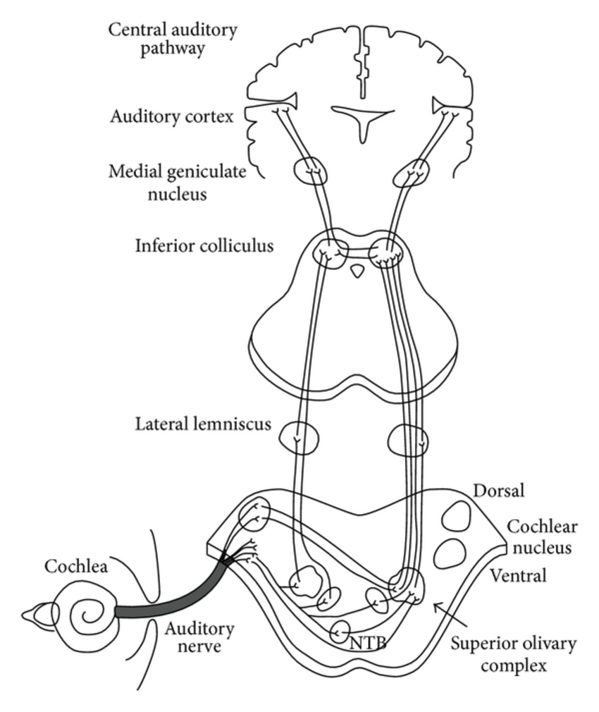 Diagram Of Ear Diagram Of The Classical Auditory Pathways From The Ear To The