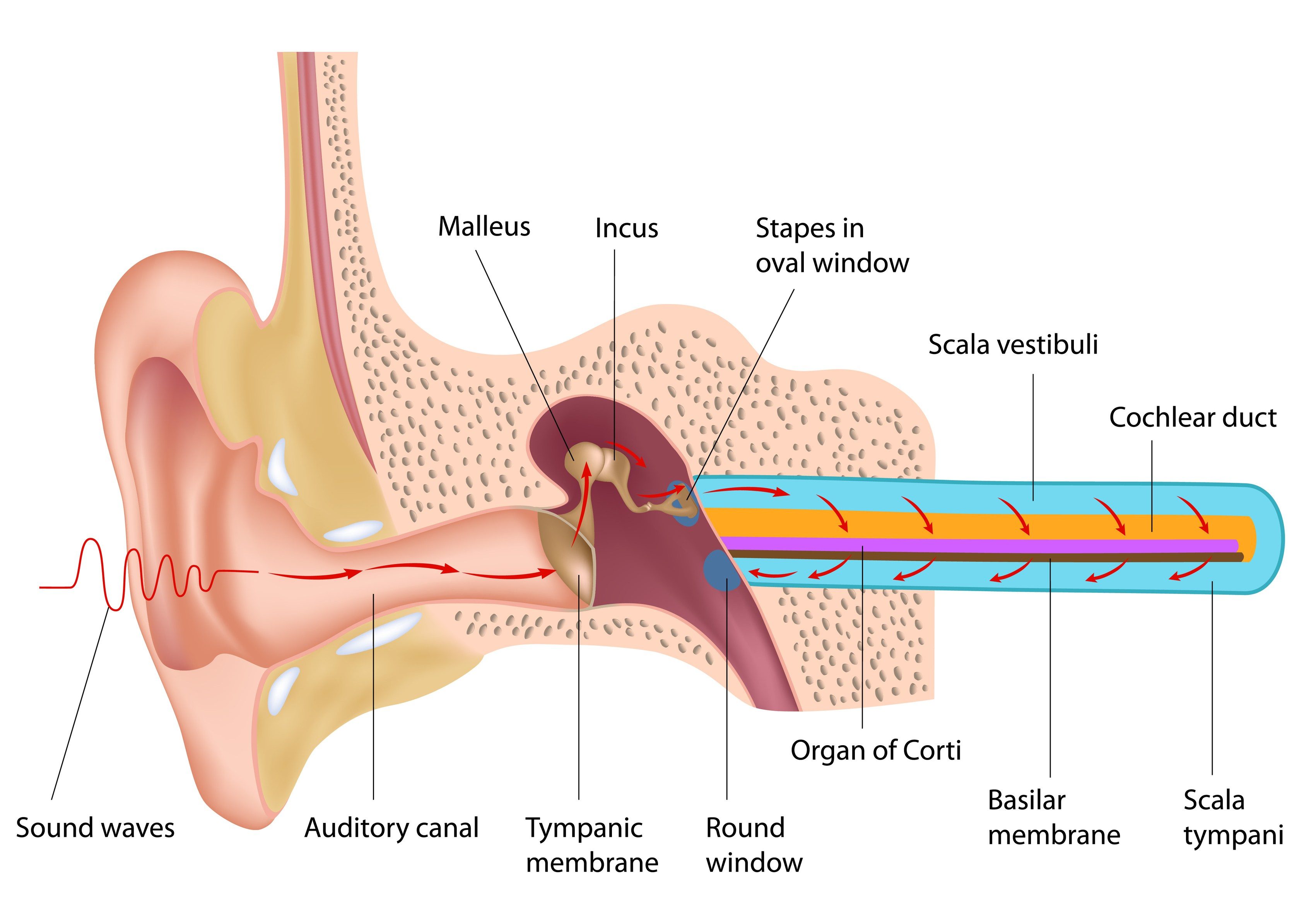 Diagram Of Ear Disorders Of The Ear Part Two A Pa Review And Podcast