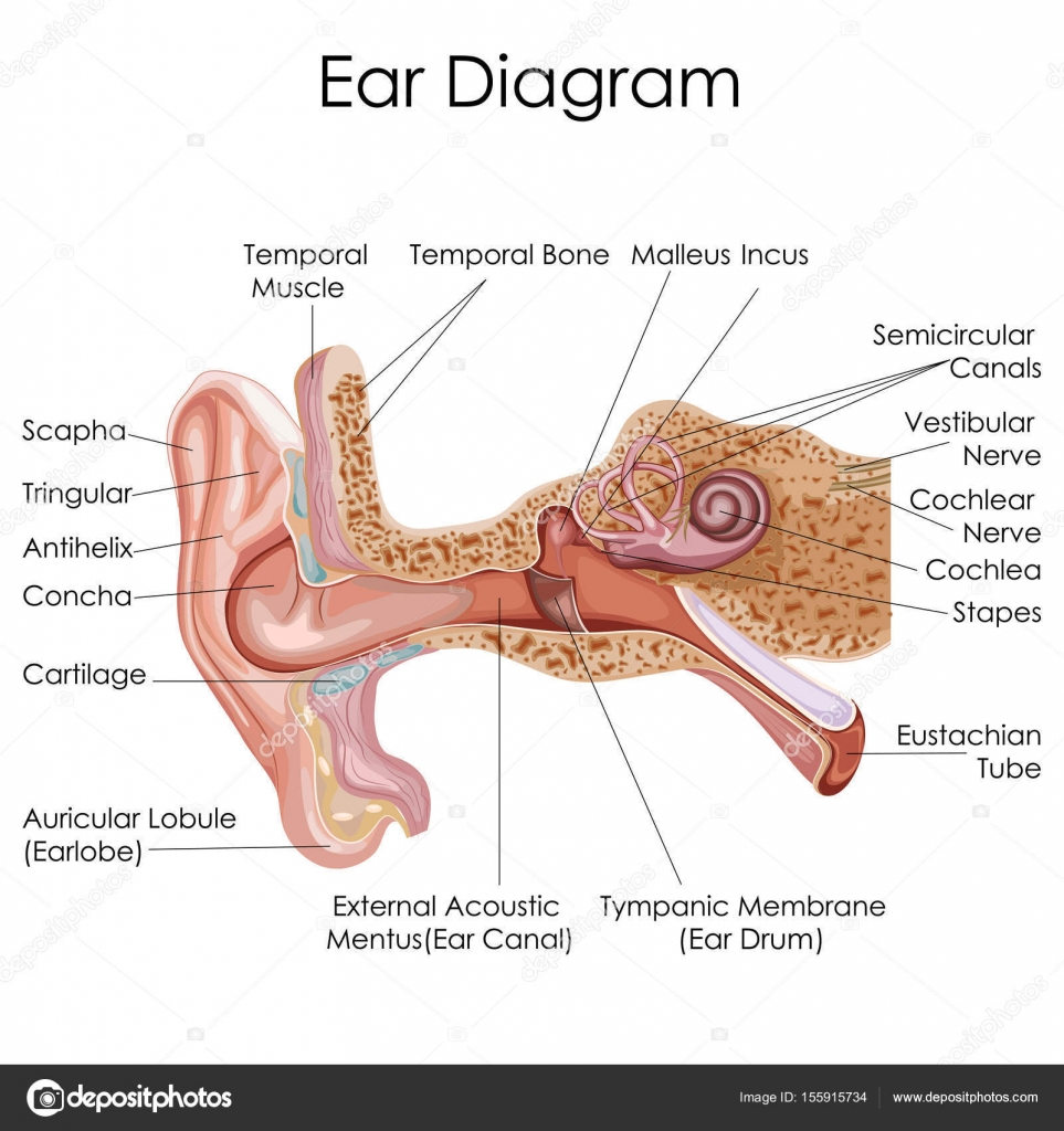 Diagram Of Ear Ear Diagram Clipart Bookmark About Wiring Diagram