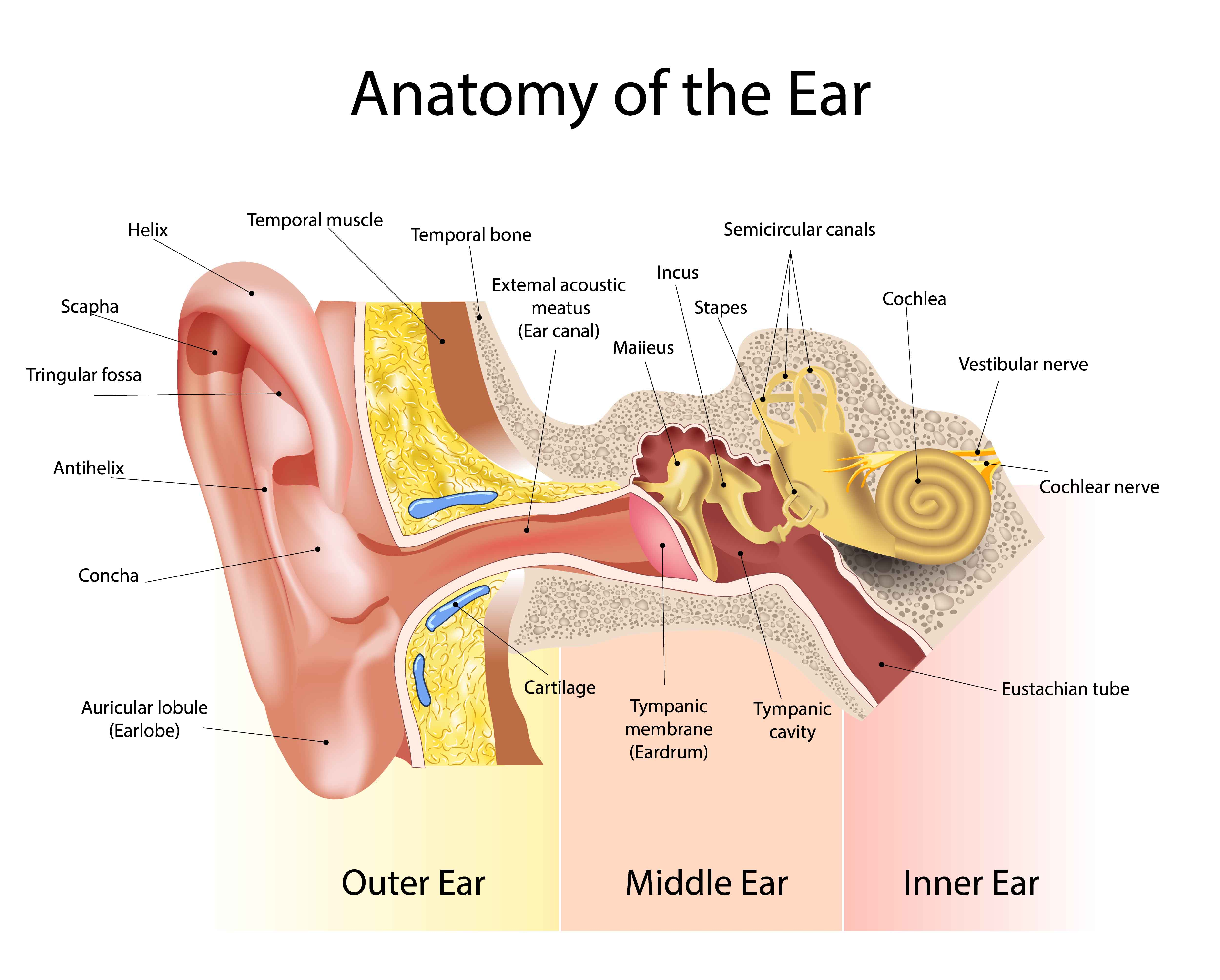 Diagram Of Ear Ear Diagram Left Inside Wiring Diagram Directory