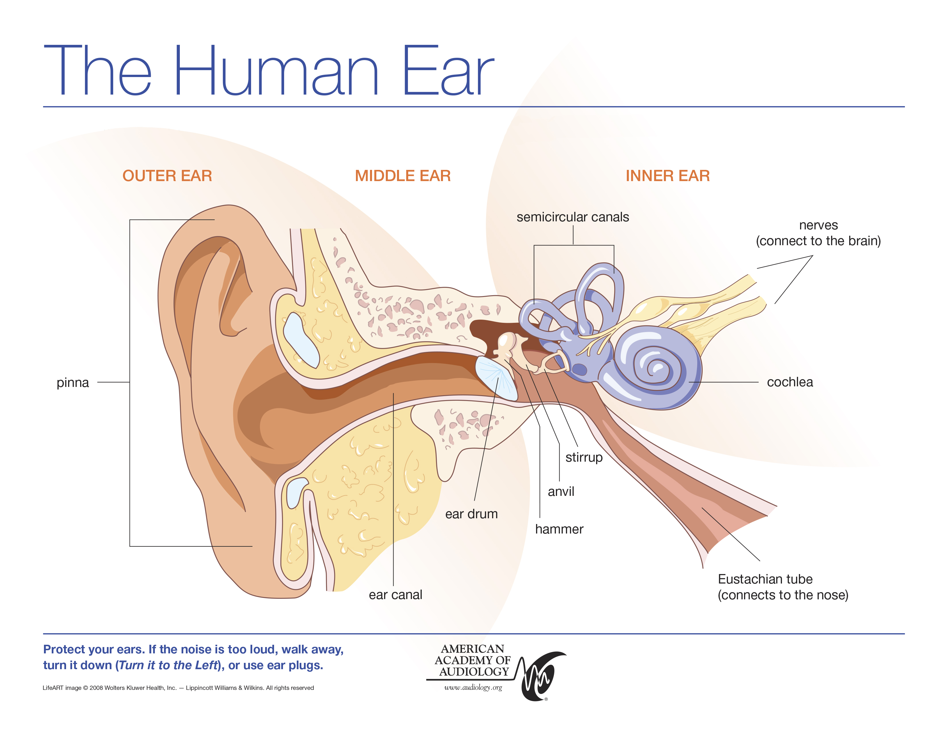 Diagram Of Ear Ear Skull Diagram Wiring Diagrams Home