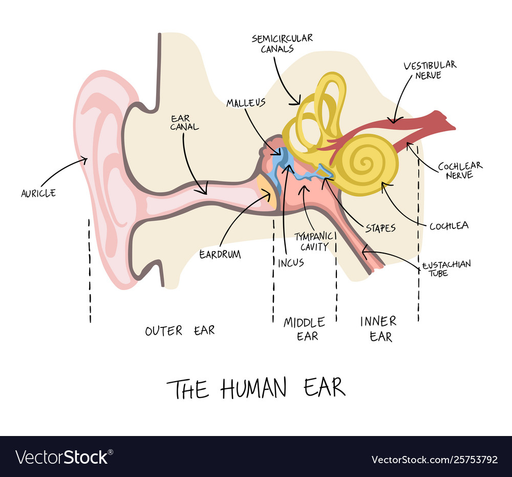 Diagram Of Ear Hand Drawn Human Ear Anatomy Vector Image