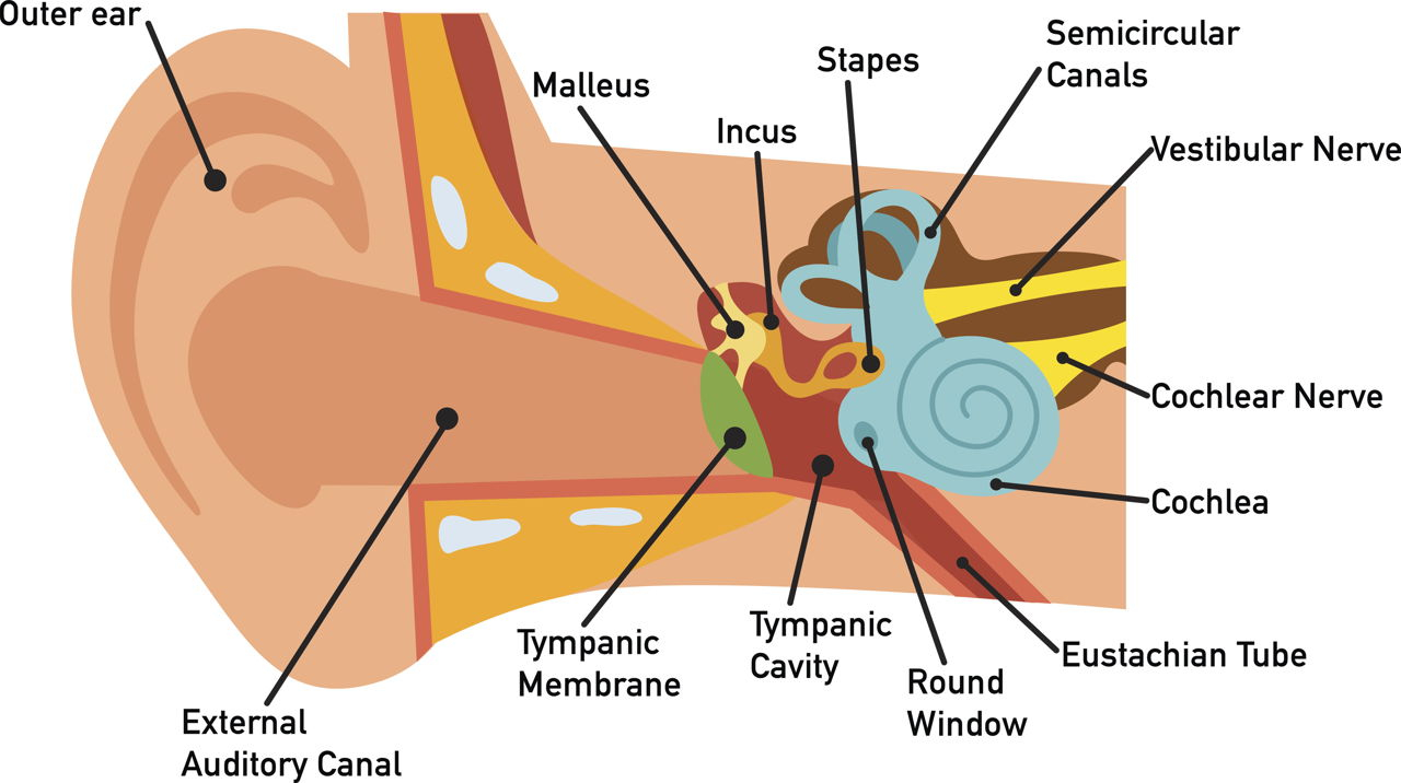 Diagram Of Ear Human Ear Diagram