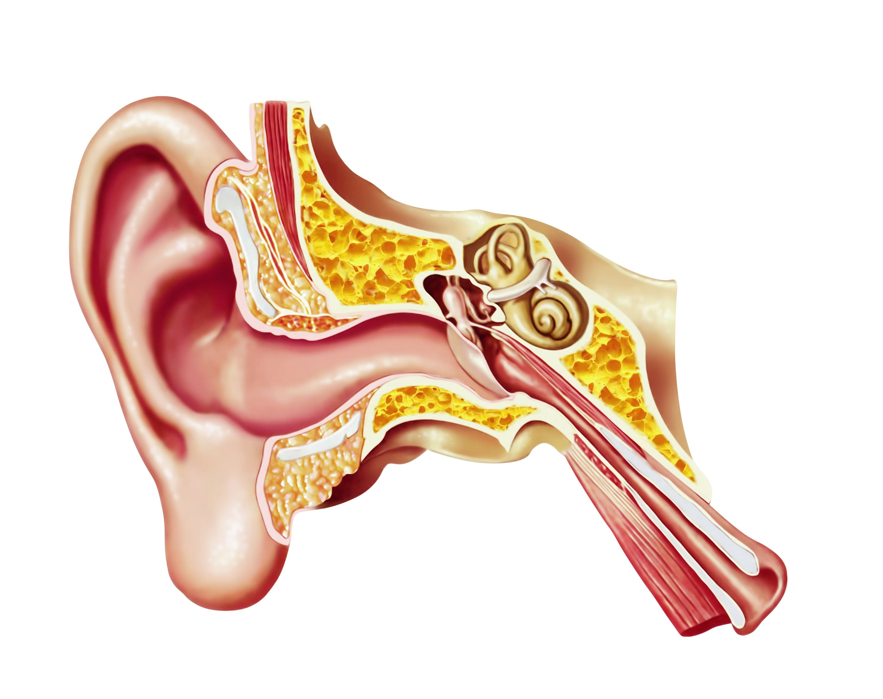 Diagram Of Ear Human Inner Ear Diagram Xconomy