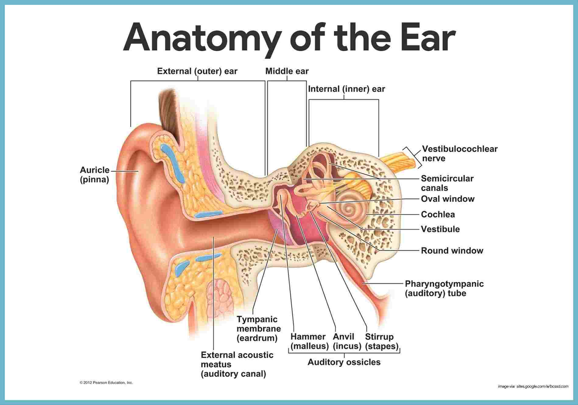 Diagram Of Ear Inner Ear Diagram Labeled Wiring Diagram Web