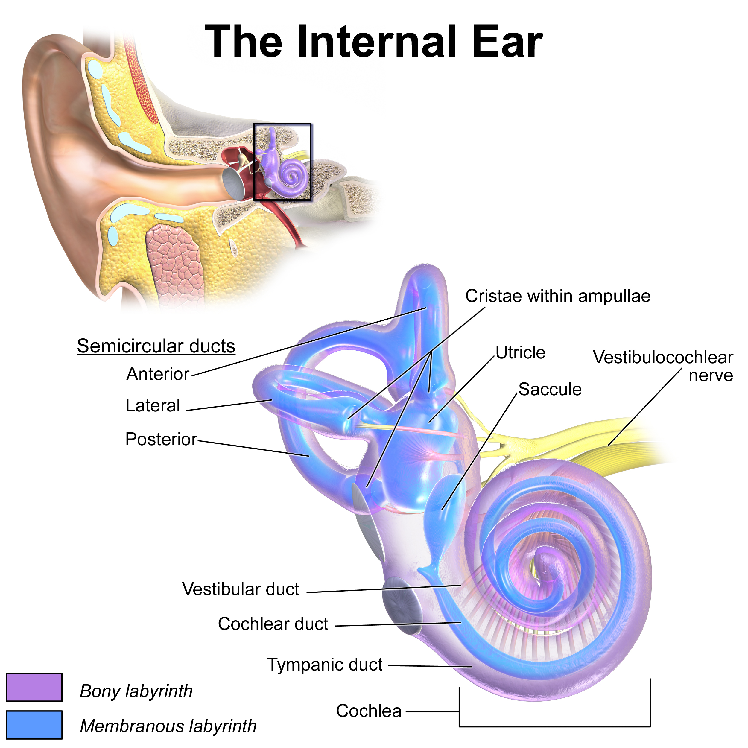 Diagram Of Ear Inner Ear Wikipedia