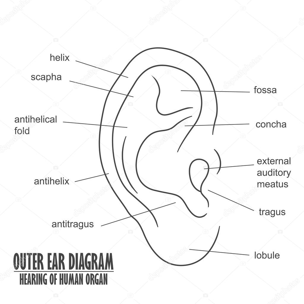 Diagram Of Ear Outer Ear Diagram Hearing Of Human Organ Stock Vector
