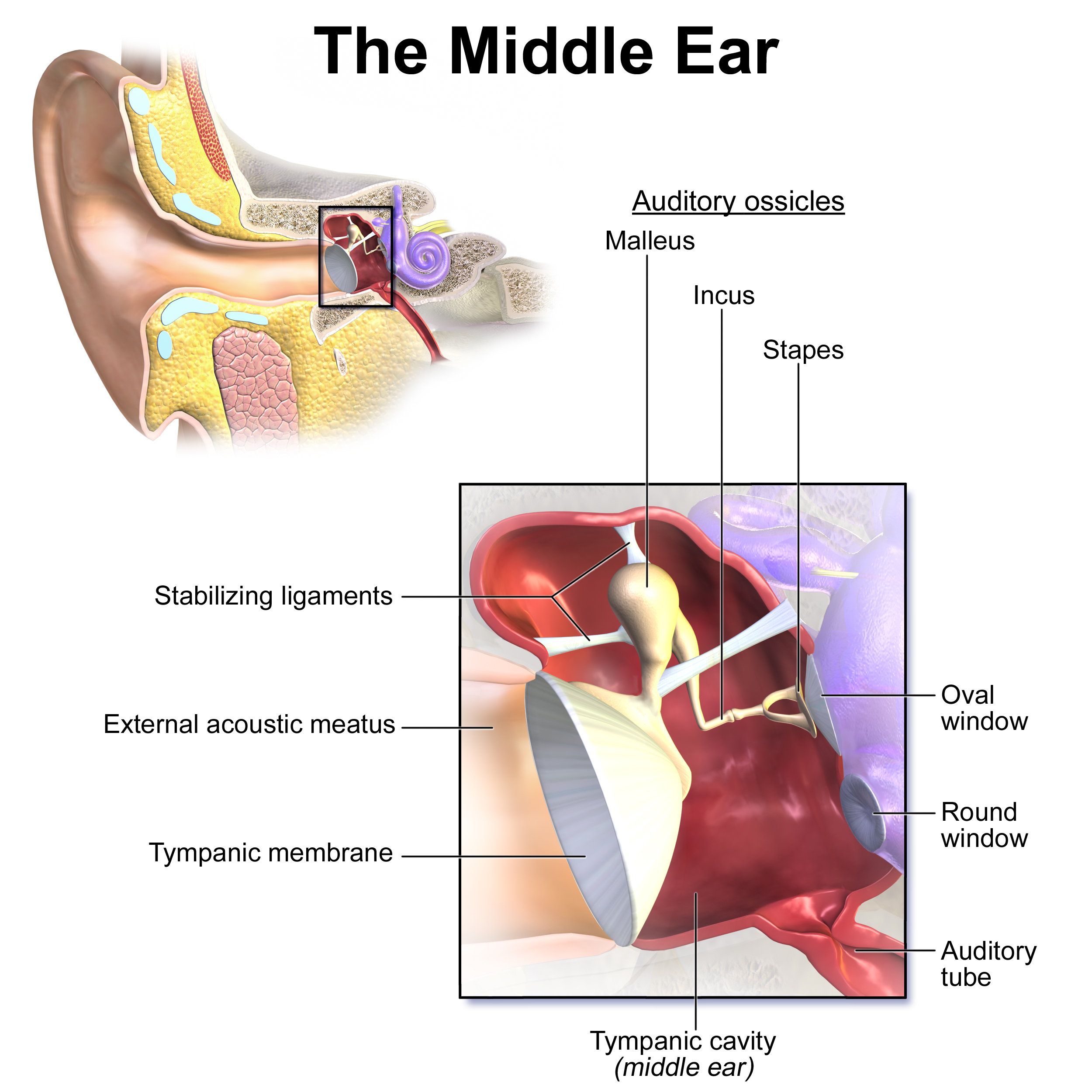 Diagram Of Ear Oval Window Wikipedia