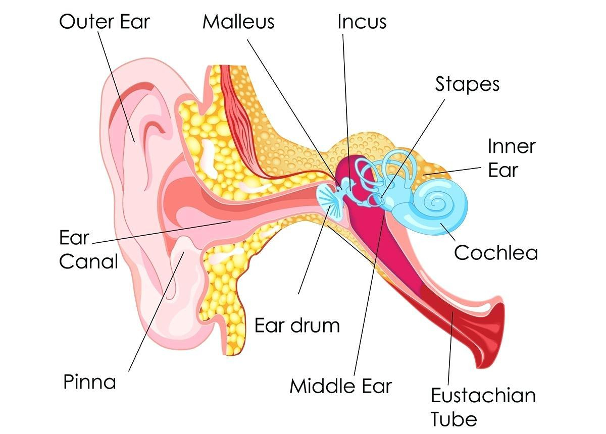 Diagram Of Ear Parts Of The Ear Drawing At Paintingvalley Explore Collection