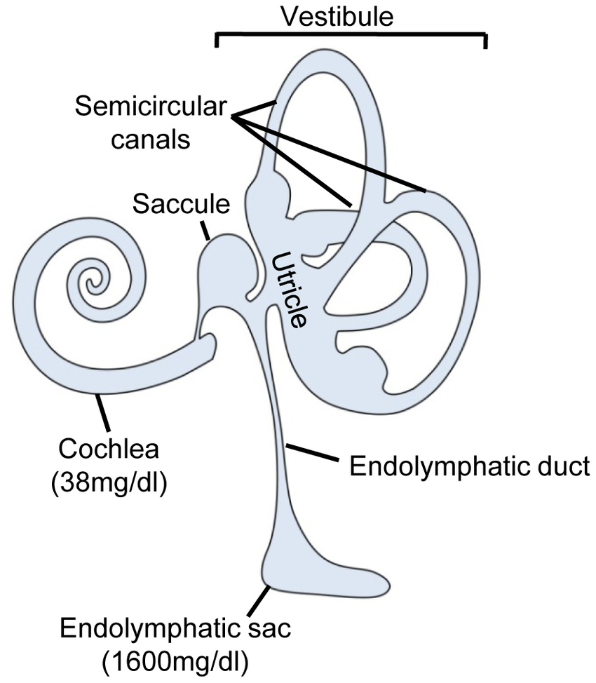 Diagram Of Ear Schematic Drawing Of The Inner Ear The Inner Ear Consists Of The