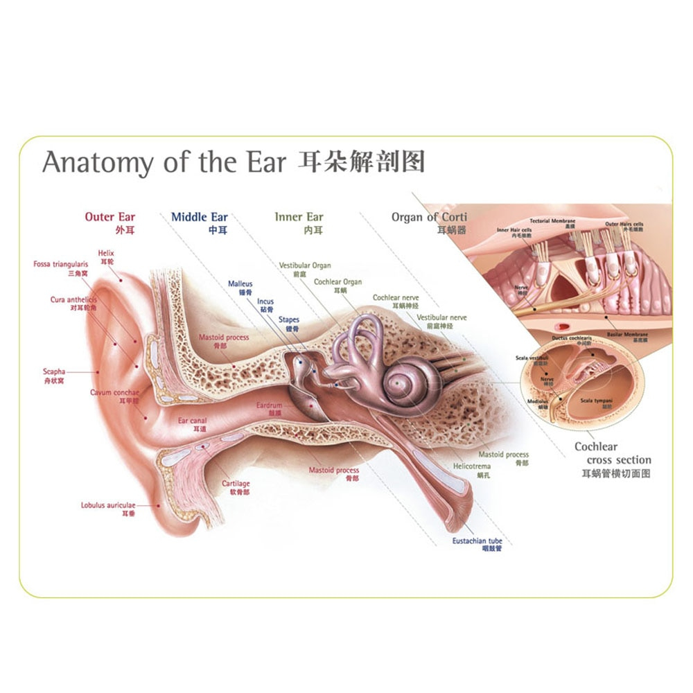 Diagram Of Ear Us 58 Wall Mounted Human Ear Anatomy Diagram Illustration Chart In Ear Care From Beauty Health On Aliexpress Alibaba Group