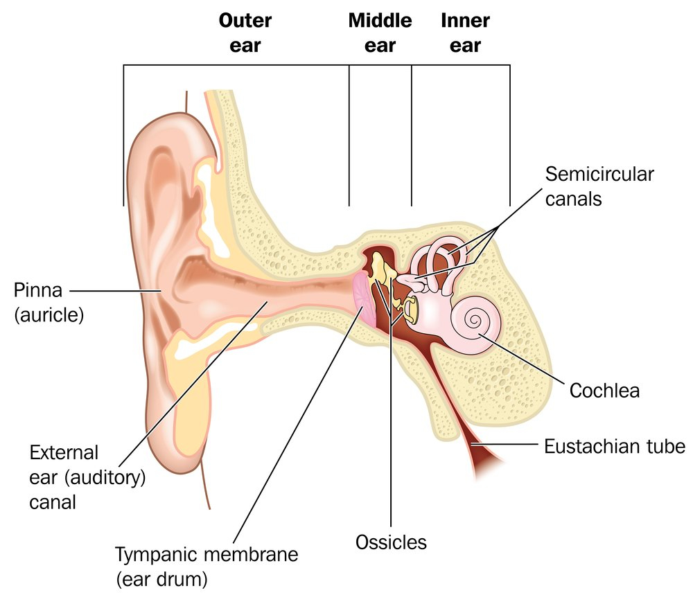Diagram Of Ear Why Do Your Ears Pop When The Airplane Takes Off Science Abc