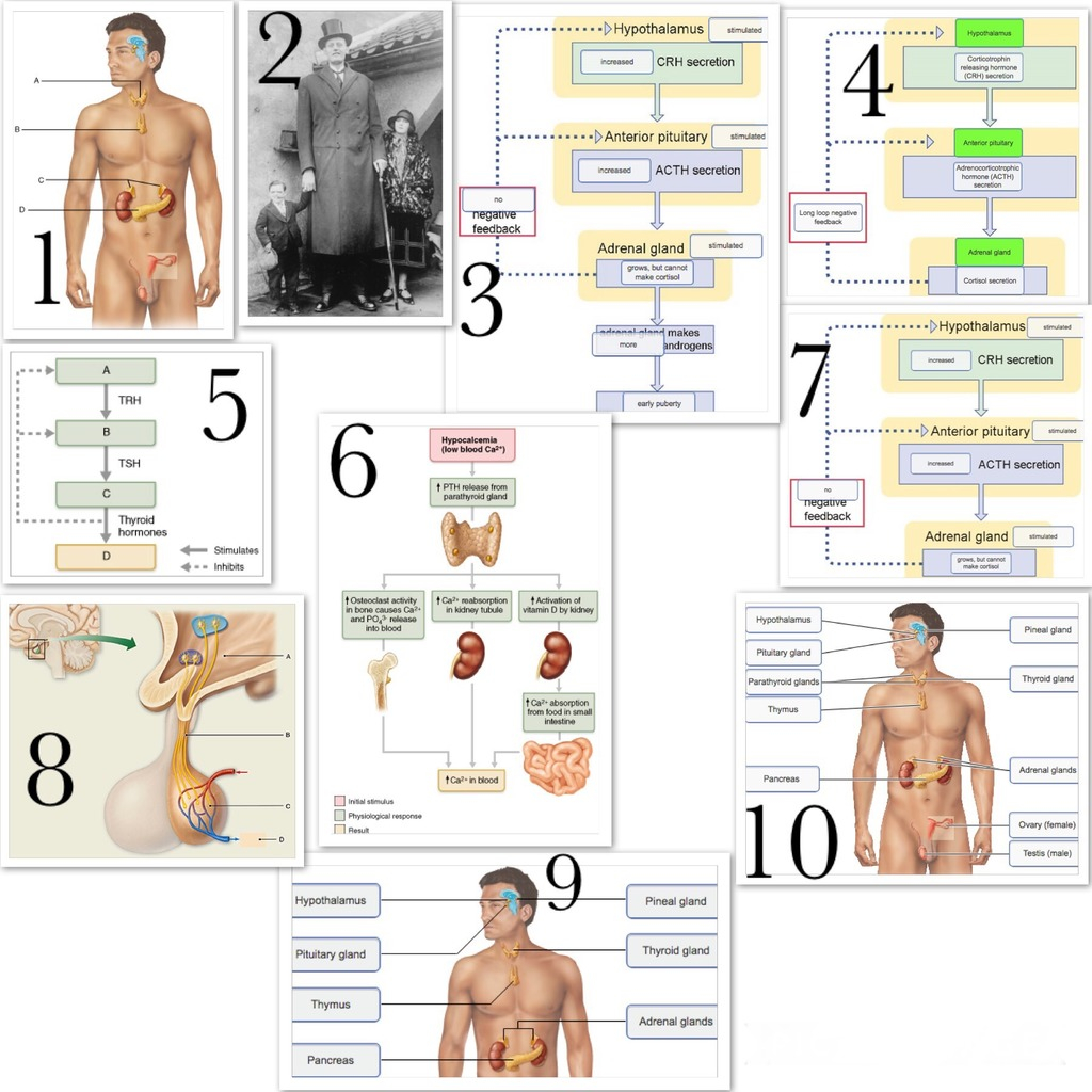 Diagram Of Endocrine System Chapter 16 The Endocrine System Diagram Quizlet