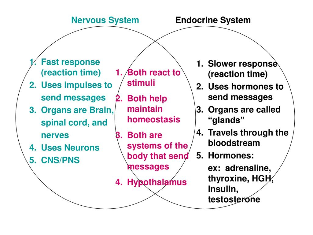 Diagram Of Endocrine System Complete The Venn Diagram Comparing The Nervous And Endocrine