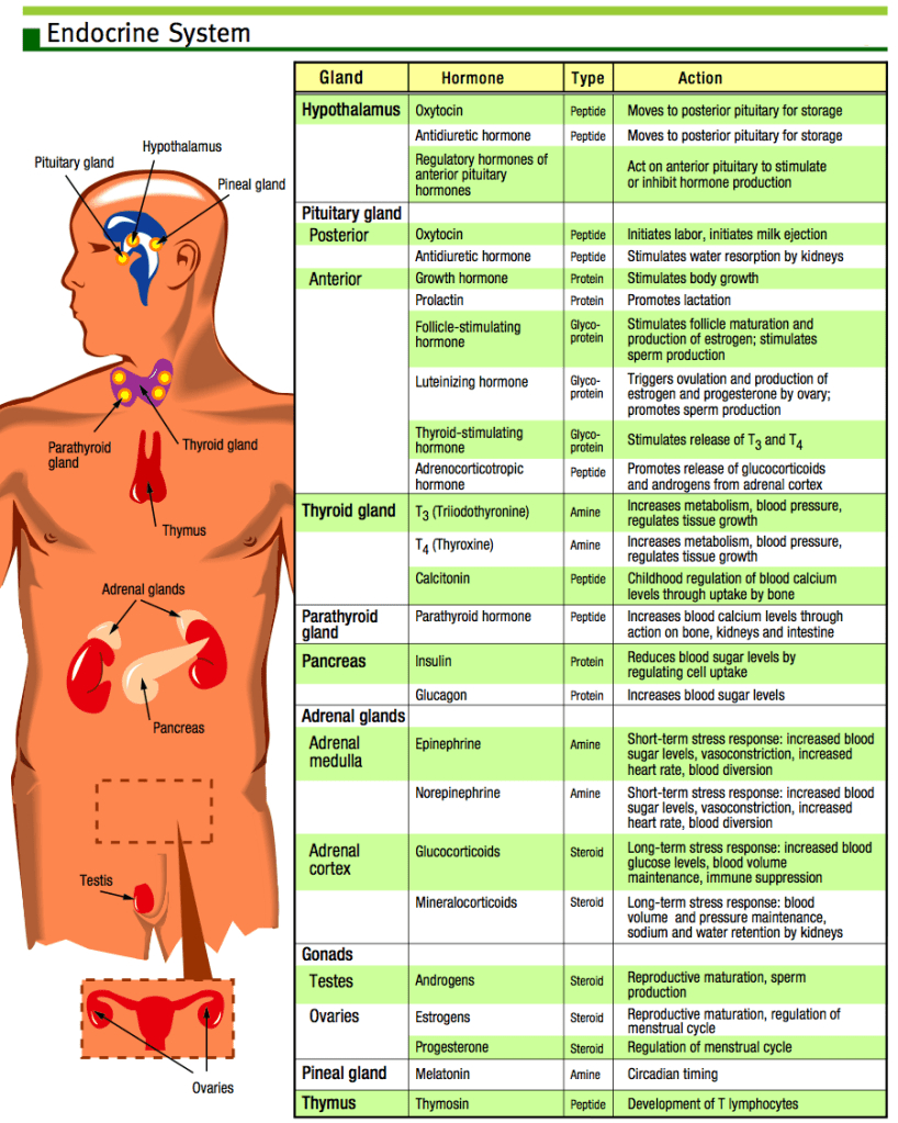 Diagram Of Endocrine System Endocrine Hormones Chart Invigo