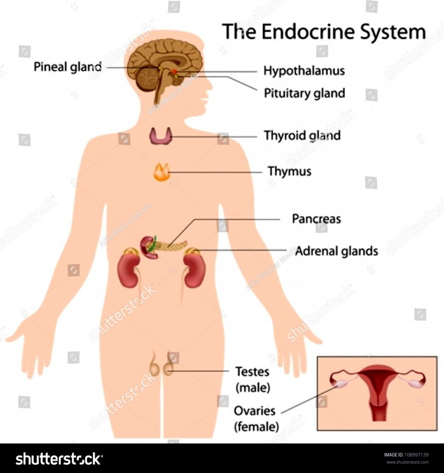 Diagram Of Endocrine System Endocrine System Diagram Unlabeled Stock Vector Royalty Free