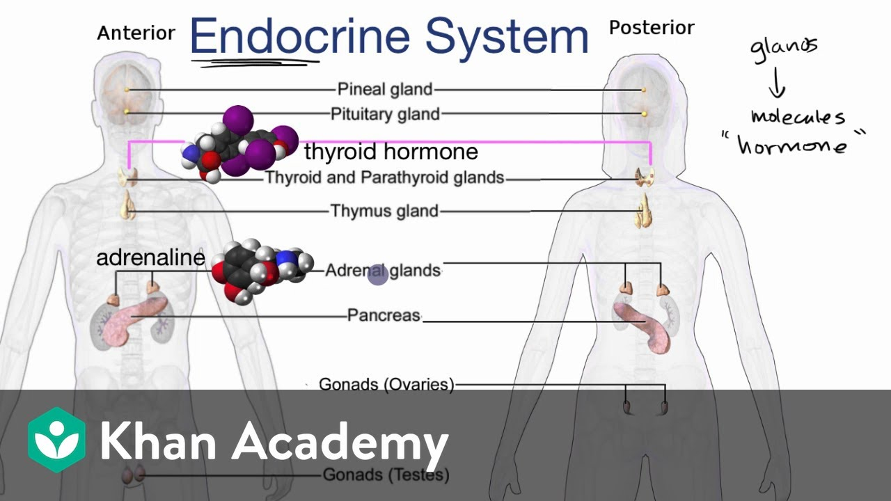 Diagram Of Endocrine System Endocrine System Introduction