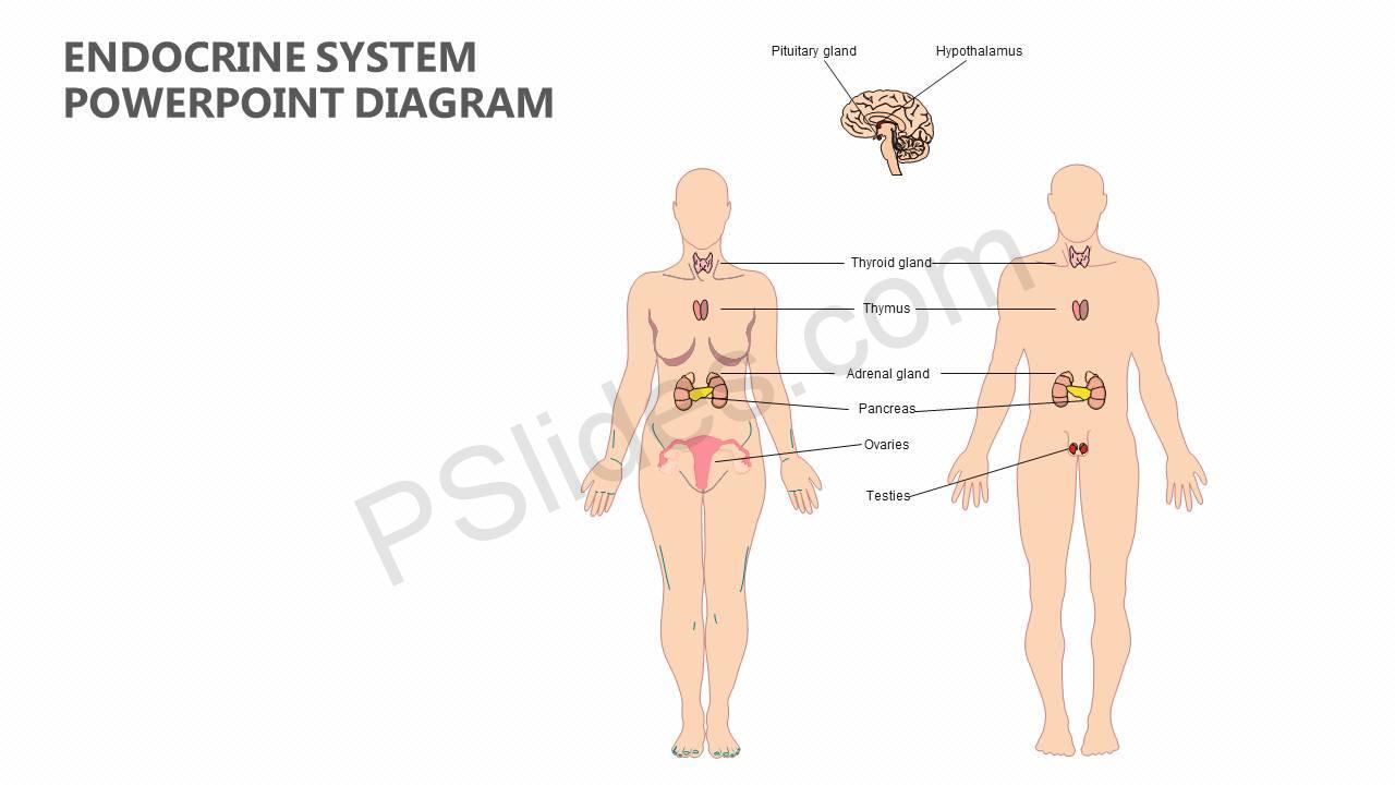 Diagram Of Endocrine System Endocrine System Powerpoint Diagram Pslides